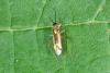 Campyloneura virgula